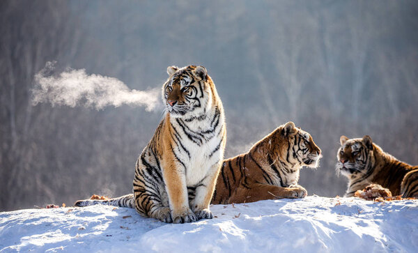 Siberian tigers resting on snow-covered hill in sunny weather, Siberian Tiger Park, Hengdaohezi park, Mudanjiang province, Harbin, China. 