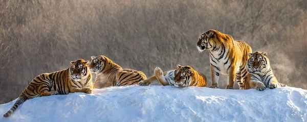 Siberian tigers resting on snow-covered hill in sunny weather, Siberian Tiger Park, Hengdaohezi park, Mudanjiang province, Harbin, China.