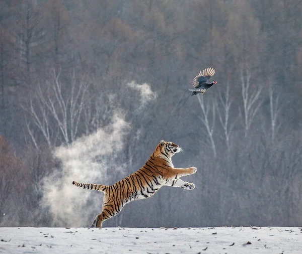 Siberian Tiger Catching Game Fowl Winter Forest Siberian Tiger Park — Stock Photo, Image