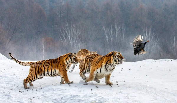 Siberische Tijgers Spel Fowl Jacht Besneeuwde Weide Van Winter Bos — Stockfoto