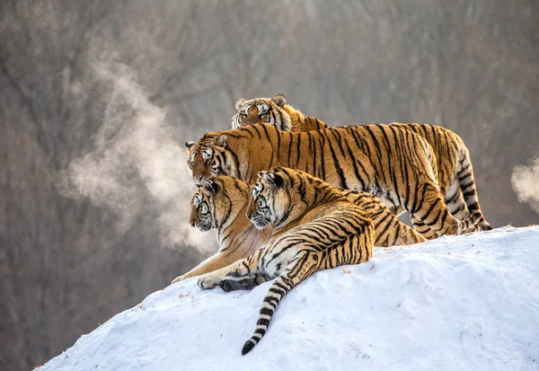 Tigres Siberianos Que Yacen Colina Nevada Del Bosque Invierno Parque — Foto de Stock
