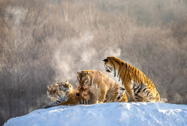 Siberian tigers resting on snow-covered hill in sunny weather, Siberian Tiger Park, Hengdaohezi park, Mudanjiang province, Harbin, China.