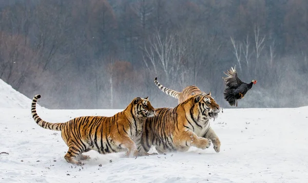 Siberische Tijgers Spel Fowl Jacht Besneeuwde Weide Van Winter Bos — Stockfoto