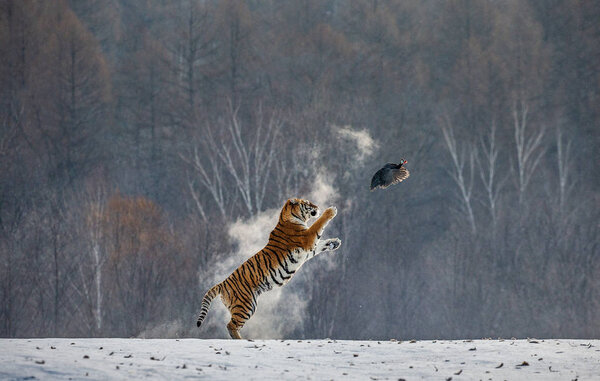 Siberian tiger catching game fowl in winter forest, Siberian Tiger Park, Hengdaohezi park, Mudanjiang province, Harbin, China. 