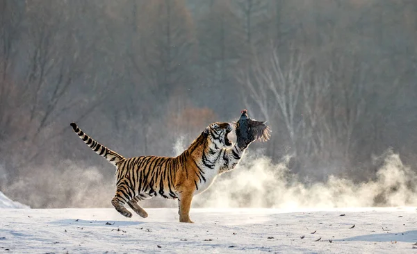 シベリアのトラをジャンプして冬の森 シベリア虎公園 Hengdaohezi 牡丹江省ハルビン市で獲物の鳥をキャッチ — ストック写真