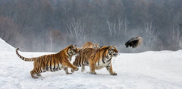 Siberian Tigers Hunting Game Fowl Snowy Meadow Winter Forest Siberian — Stock Photo, Image