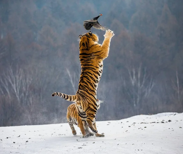 Siberian tiger hunting prey fowl in jump in winter, Siberian Tiger Park, Hengdaohezi park, Mudanjiang province, Harbin, China.