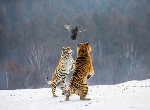 Siberian tigers hunting prey fowl in jump in winter, Siberian Tiger Park, Hengdaohezi park, Mudanjiang province, Harbin, China. 