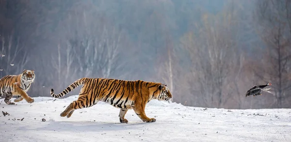Tigri Siberiane Esecuzione Durante Caccia Sul Prato Innevato Della Foresta — Foto Stock