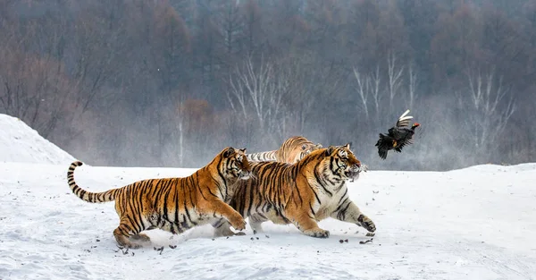 Siberian Tigers Hunting Game Fowl Snowy Meadow Winter Forest Siberian — Stock Photo, Image