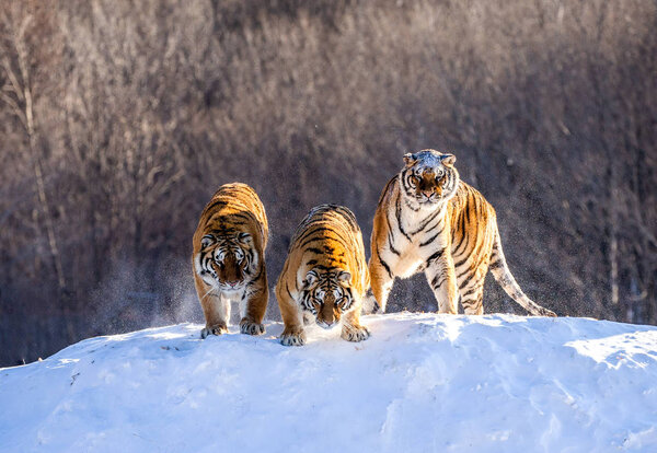 Siberian tigers looking down from snow-covered hill in forest, Siberian Tiger Park, Hengdaohezi park, Mudanjiang province, Harbin, China. 