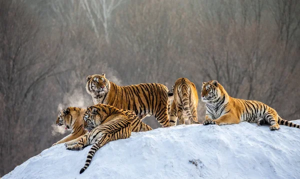 Tigres Siberianos Deitados Colina Nevada Floresta Inverno Parque Tigre Siberiano — Fotografia de Stock