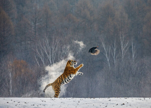 Siberian tiger catching game fowl in winter forest, Siberian Tiger Park, Hengdaohezi park, Mudanjiang province, Harbin, China. 
