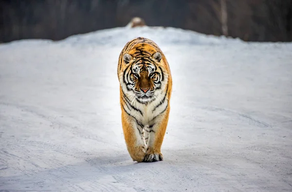 Siberian Tiger Walking Snowy Meadow Winter Forest Siberian Tiger Park — Stock Photo, Image