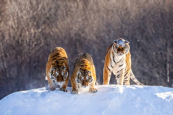 Tigres Siberianos Olhando Para Baixo Colina Coberta Neve Floresta Parque — Fotografia de Stock