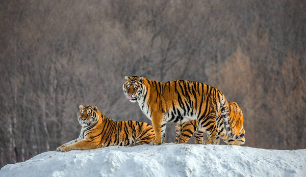 Siberian tigers resting on snow-covered hill in sunny weather, Siberian Tiger Park, Hengdaohezi park, Mudanjiang province, Harbin, China. 