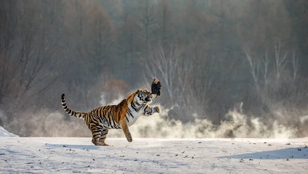 Tigre Siberiana Che Salta Cattura Rapaci Nella Foresta Invernale Parco — Foto Stock