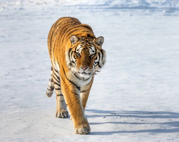 Siberian tiger walking on snowy meadow of winter forest, Siberian Tiger Park, Hengdaohezi park, Mudanjiang province, Harbin, China.