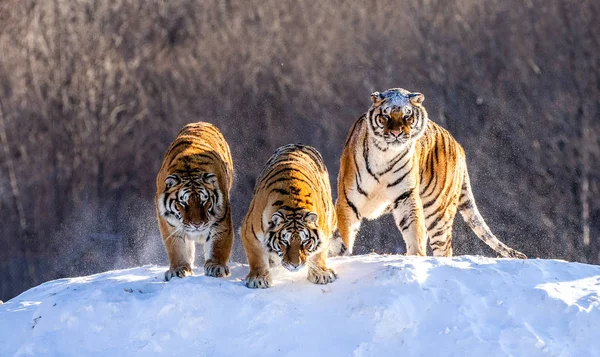 Tigres Siberianos Mirando Hacia Abajo Desde Colina Cubierta Nieve Bosque — Foto de Stock