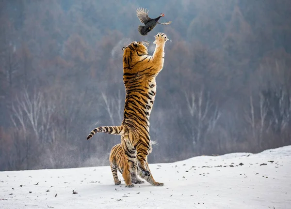 Siberian tiger hunting prey fowl in jump in winter, Siberian Tiger Park, Hengdaohezi park, Mudanjiang province, Harbin, China.