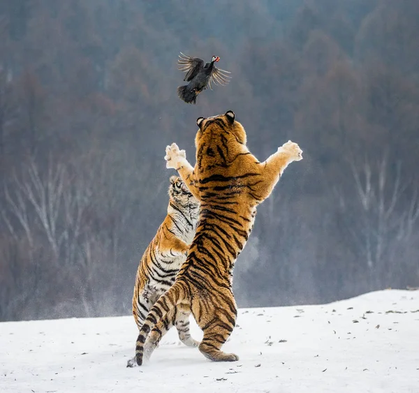 Siberian tigers hunting prey fowl in jump in winter, Siberian Tiger Park, Hengdaohezi park, Mudanjiang province, Harbin, China.