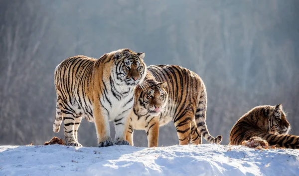 Tigres Siberianos Descansando Colina Coberta Neve Tempo Ensolarado Parque Tigre — Fotografia de Stock