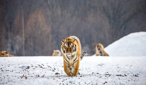 Siberian tiger walking in snowy glade, Siberian Tiger Park, Hengdaohezi park, Mudanjiang province, Harbin, China.