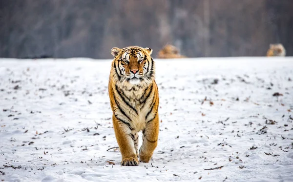 Tigre Siberiano Caminhando Clareira Nevada Parque Tigre Siberiano Parque Hengdaohezi — Fotografia de Stock