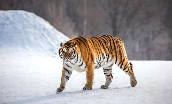 Siberian tiger walking on snowy meadow of winter forest, Siberian Tiger Park, Hengdaohezi park, Mudanjiang province, Harbin, China.