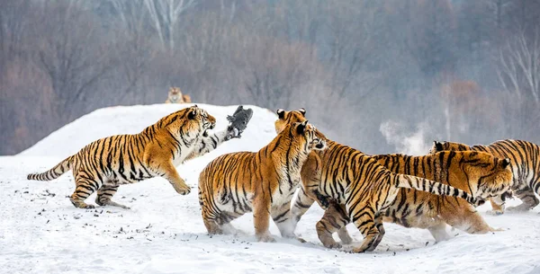 Siberian Tigers Hunting Game Fowl Snowy Meadow Winter Forest Siberian — Stock Photo, Image