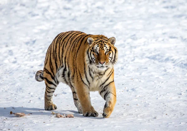 Siberian tiger walking on snowy meadow of winter forest, Siberian Tiger Park, Hengdaohezi park, Mudanjiang province, Harbin, China.