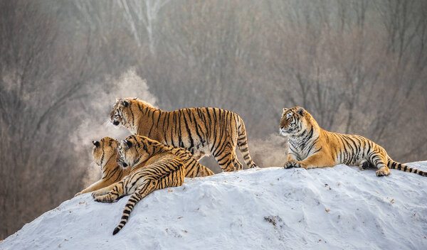 Siberian tigers lying on snowy hill of winter forest, Siberian Tiger Park, Hengdaohezi park, Mudanjiang province, Harbin, China. 