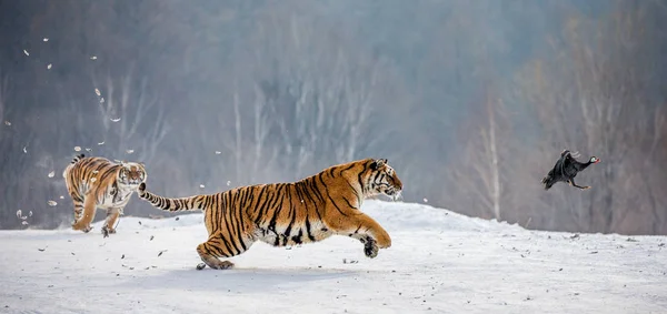 冬の森 シベリア虎公園 Hengdaohezi 牡丹江省ハルビン市の雪に覆われた草原で狩りしながら実行されているシベリアトラ — ストック写真