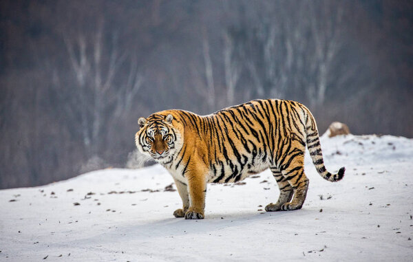 Siberian tiger on snowy meadow of winter forest, Siberian Tiger Park, Hengdaohezi park, Mudanjiang province, Harbin, China. 