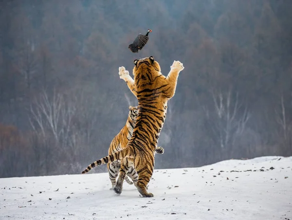 Siberian tigers hunting prey fowl in jump in winter, Siberian Tiger Park, Hengdaohezi park, Mudanjiang province, Harbin, China.