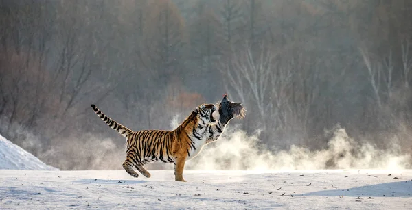 Sibirisk Tiger Hoppa Och Fånga Byten Fågel Vinter Skog Sibirisk — Stockfoto