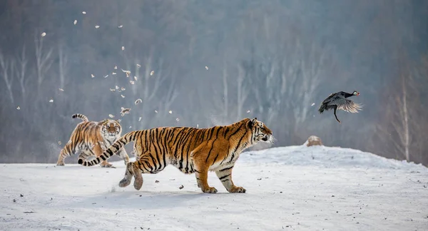 Sibirische Tiger Jagen Raubvogel Auf Schneebedeckter Wiese Sibirischer Tigerpark Hengdaohezi — Stockfoto