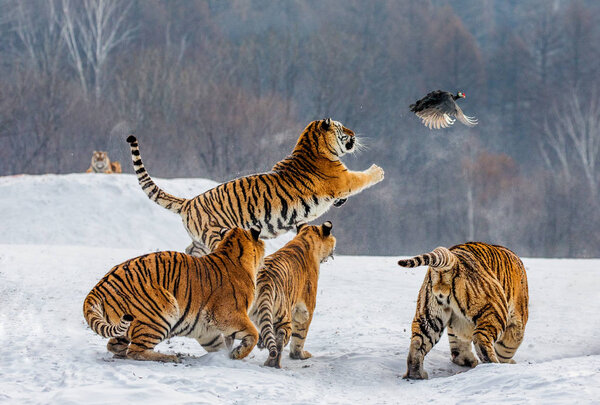 Siberian tigers hunting game fowl on snowy meadow of winter forest, Siberian Tiger Park, Hengdaohezi park, Mudanjiang province, Harbin, China. 