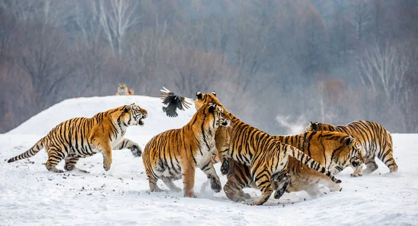 Сибирские Тигры Охотятся Дичь Снежном Лугу Зимнего Леса Сибирский Тигровый — стоковое фото