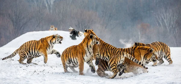 Tigres Siberianos Caçam Aves Caça Prado Nevado Floresta Inverno Parque — Fotografia de Stock