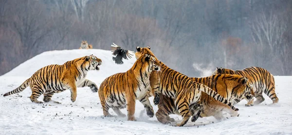 Siberian Tigers Hunting Game Fowl Snowy Meadow Winter Forest Siberian — Stock Photo, Image