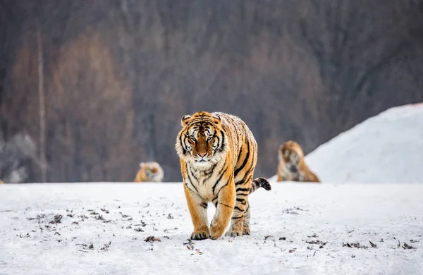 Τίγρη Της Σιβηρίας Περπατώντας Στα Χιονισμένα Ξέφωτο Σιβηρική Τίγρη Park — Φωτογραφία Αρχείου