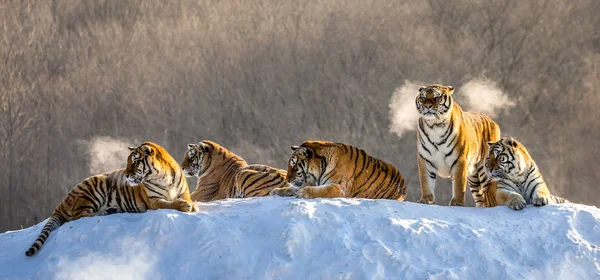 Tigres Siberianos Descansando Colina Coberta Neve Tempo Ensolarado Parque Tigre — Fotografia de Stock