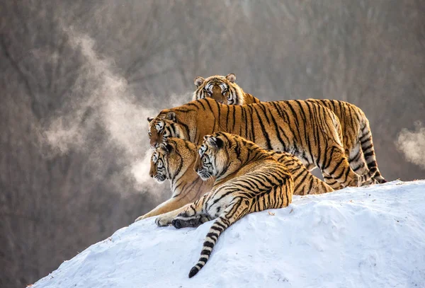 Tigres Sibériens Allongés Sur Une Colline Enneigée Forêt Hiver Sibérie — Photo