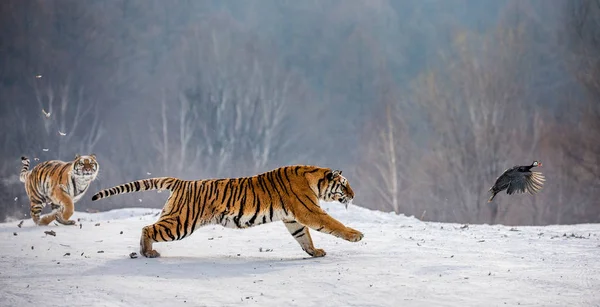 Sibiriska Tigrar Körs Medan Jakt Snöiga Äng Winter Forest Sibirisk — Stockfoto