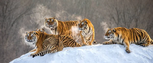 Tigres Siberianos Deitados Colina Nevada Floresta Inverno Parque Tigre Siberiano — Fotografia de Stock