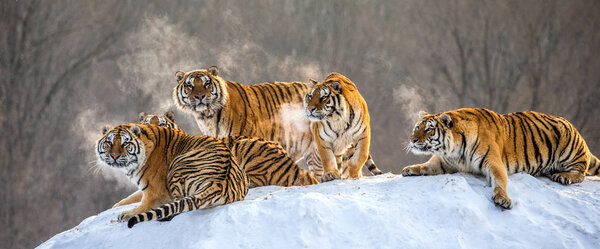 Siberian tigers lying on snowy hill of winter forest, Siberian Tiger Park, Hengdaohezi park, Mudanjiang province, Harbin, China. 