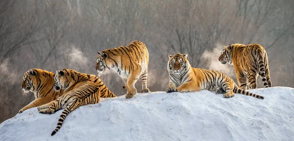 Tigres Siberianos Que Yacen Colina Nevada Del Bosque Invierno Parque — Foto de Stock