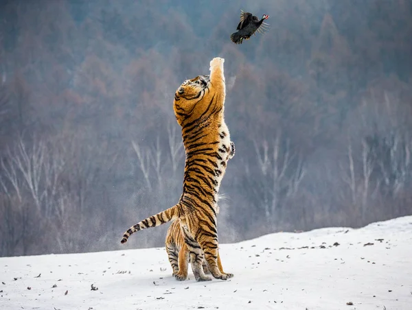 Siberian tiger hunting prey fowl in jump in winter, Siberian Tiger Park, Hengdaohezi park, Mudanjiang province, Harbin, China.