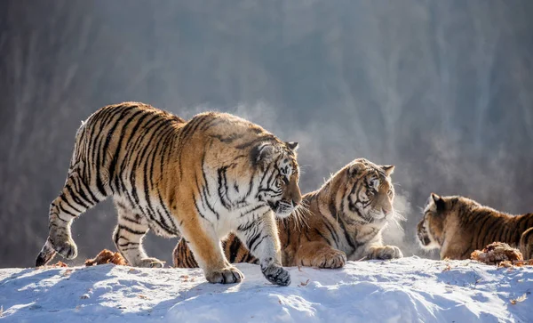 Τίγρεις Της Σιβηρίας Αναπαύεται Στο Χιονισμένο Λόφο Στο Ηλιόλουστο Καιρό — Φωτογραφία Αρχείου